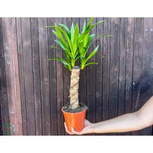 Juka obrovská (Yucca Elephantipes) - výška 40-50 cm, kont. C2L